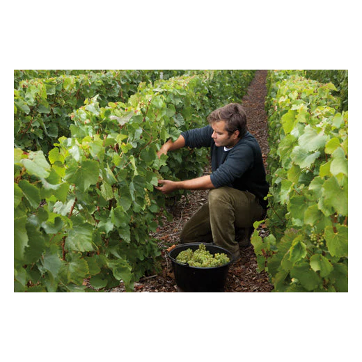 Laurent Perrier Brut Champagne 900cl Salmanazars Bottle - Image 5